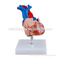 Heart anatomic model(biomedicine apparatus)/medical anatomical skull